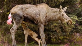 How Moose Giving Birth To Twin Baby Calves [upl. by Oiramaj787]