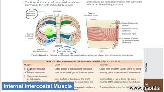 Intercostal Muscles [upl. by Rovner]