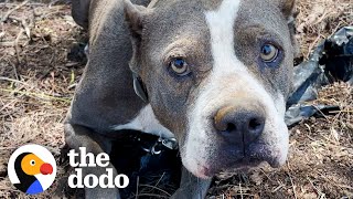 Abandoned Pittie Goes Glamping With Her New Family  The Dodo Pittie Nation [upl. by Rexanne458]