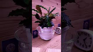 Plants time lapse4 hours in 5 secondstimelapse plants indoorplants bottomwatering calathea [upl. by Norwood]