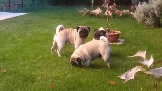 Carlini Ginevra Lancillotto jr e Merlino in giardino Pug mops pugs [upl. by Anailli]