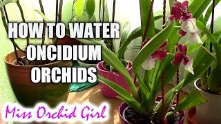 How to water Oncidium orchids  tips for a healthy orchid [upl. by Rimaj573]