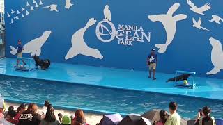 Manila Ocean Park show oceanpark manilaoceanpark show sealion enjoy satisfying [upl. by Christoph747]