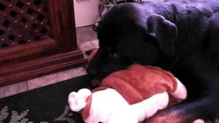 Rottweiler with teddy dog part 1 [upl. by Lydia]