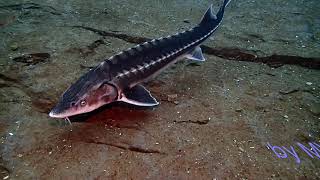 Acipenser gueldenstaedtii Danube sturgeon [upl. by Myna]