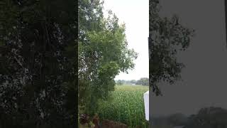 Rajdulari zameen nature status viralvideo viralshort shorts youtubeshorts hindugod bhakti [upl. by Ennaj]