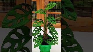 Mind relaxing music 💆🪴🌲😊 ytshorts nature naturelover love plants indoorplants 🪴🪴🪴❤️❤️❤️ [upl. by Aisinut]