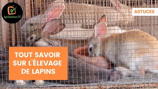 Astuces  Tout savoir sur l’élevage de lapins [upl. by Garmaise927]