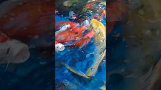 Koi Fish Feeding Frenzy How to Feed Your Koi🐋  Professor Fishy Frenzy Fish Feeding koi shorts [upl. by Ibrab]