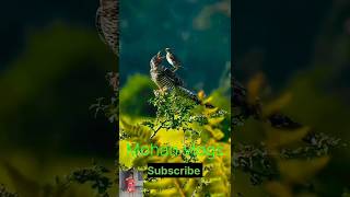 The Most Beautiful Parrots in The Worldbirds grow 500k viral trending fyp foryou sound [upl. by Aimet294]