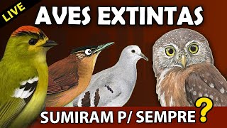 Aves brasileiras EXTINTAS OU NÃO  AO VIVO Planeta Aves [upl. by Emmott864]