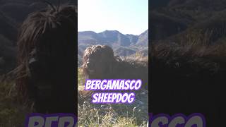 Bergamasco Sheepdog Ancient Herding Dog [upl. by Ellienad]