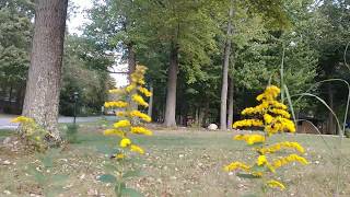 Solidago rugosa Wrinkleleaf Goldenrod [upl. by Ogirdor548]