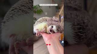 A cute and funny baby Hedgehog hedgehog babyhedgehog short [upl. by Furlong]