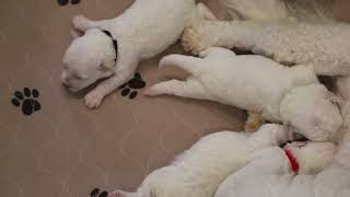 2 week old Bichons ready to feed [upl. by Ihpen646]