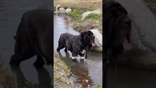 The Neapolitan Mastiff [upl. by Mount]