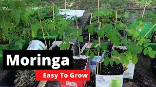 How to grow Moringa The easy way [upl. by Gibb]