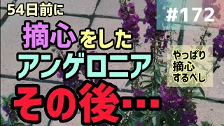 172 54日前に摘心をしたアンゲロニア😊その後…どんな感じ育ったのか？お伝えします✋ [upl. by Enelrae]