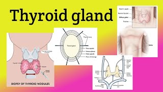 Thyroid gland  Location Relations Blood supply  Goiter Thyroidectomy [upl. by Decca]