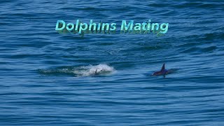 Dolphins  Bonville Headland  482024 [upl. by Dauf]