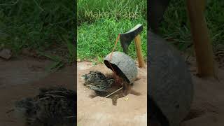 New Creative DIY Quail Trap Technique shorts  Make Traps [upl. by Atteyek]