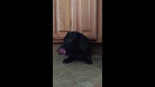 Dog suffering stroke caught on camera [upl. by Orgell601]