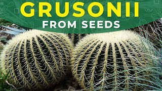 HOW TO GROW ECHINOCACTUS GRUSONII FROM SEEDS  Barrel cactus propagation [upl. by Googins]