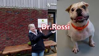 Botlek TV  Dier van de Week 16 Hond Dr Rossi  Spijkenisse 2024 [upl. by Essyle]