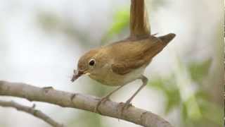 BTO Bird ID  Nightingale and Other Night Singers [upl. by Nnednarb]