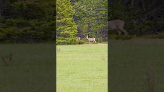 Filhotes de veado em campo alpino animais [upl. by Galatia342]