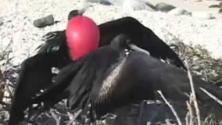 Mating Frigatebirds [upl. by Gonroff]