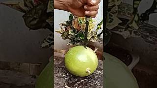 calabash cutting knife amazing calabash miracle fruit coconutcutting fruit coconut calabash [upl. by Ettenaj]