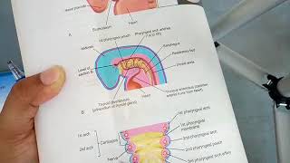 RESPIRATORY SYSTEM development complete explanation part 1 [upl. by Nyvar]