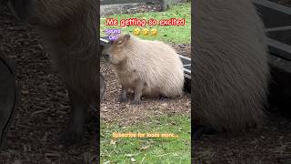 Shepreth Wildlife Park Capybaras shortsfeed viral sunday capybara followus discoverunder10k [upl. by Tezil]