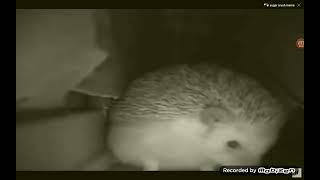 hedgehog sneeze blows up house funny [upl. by Melar]