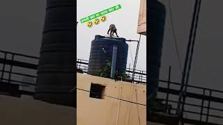 छत पर आया monkey 🤣youtubeshort shortviralyt viralshortviralsongbhojpuribhojpurisongyoutube [upl. by Henryk]