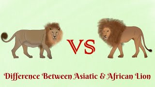 Asiatic Lion VS African Lionwho is more aggressive [upl. by Wash]