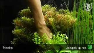 Limnophila hippuridoides [upl. by Lauhsoj]