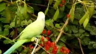 Rose Ringed Parakeet at Work [upl. by Otrebor733]