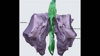 Ethmoid Bone 3D Anatomy [upl. by Mabelle]