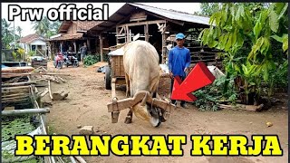 Gerobak Sapi Mengangkut hasil bumiPrw official [upl. by Nessim35]