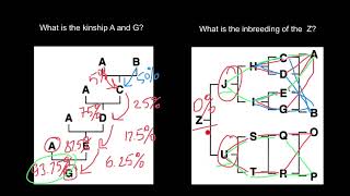 Kinship vs Inbreeding [upl. by Alverson]