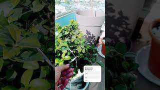 Bonsai singing through Plantwave device [upl. by Nylknarf]