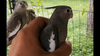 Some cockatiels showoff [upl. by Tolecnal]