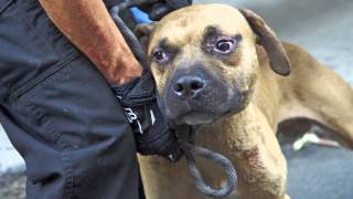 ASPCA Video Abused Dog Fighting Victims One Year Later [upl. by Cornelie873]