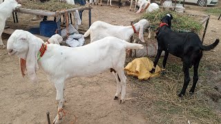 Rajan puri Gulabi Bakre 2025 ke Liye  Beetle Bakre  mundre chatre  Bakra Mandi Badiyana [upl. by Hgielek28]