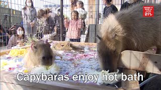 Capybaras enjoy hot bath at Nagano zoo [upl. by Rabkin]