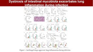 iMeta  Interaction between intestinal mycobiota and microbiota shapes lung inflammation [upl. by Salamone]