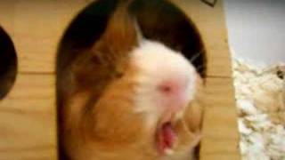 Bobo the guinea pig yawning [upl. by Arted]