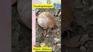 Phylum Mollusca neet trending viralvideo biology class11 [upl. by Ahsinaj]